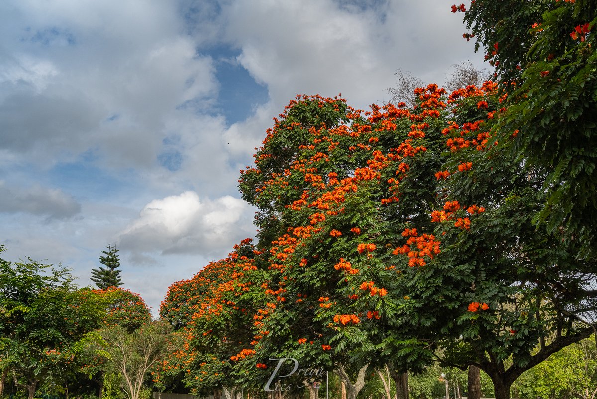 Lush Gardens